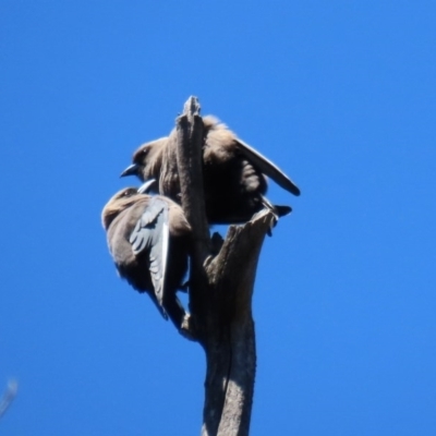 Artamus cyanopterus (Dusky Woodswallow) at Paddys River, ACT - 9 Nov 2020 by RodDeb