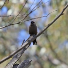 Artamus cyanopterus cyanopterus at Paddys River, ACT - 9 Nov 2020