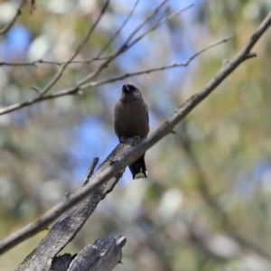 Artamus cyanopterus cyanopterus at Paddys River, ACT - 9 Nov 2020