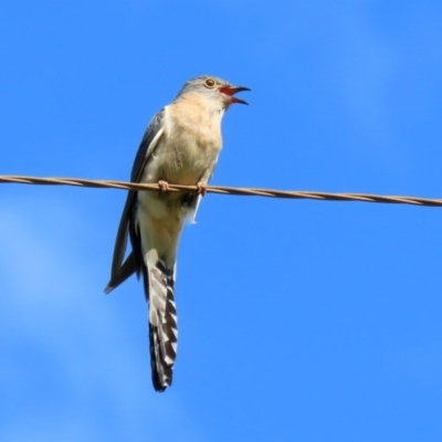 Cacomantis flabelliformis (Fan-tailed Cuckoo) at Paddys River, ACT - 9 Nov 2020 by RodDeb