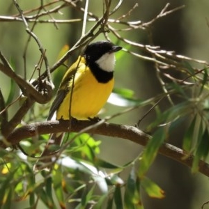 Pachycephala pectoralis at Paddys River, ACT - 9 Nov 2020