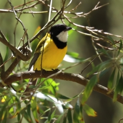 Pachycephala pectoralis (Golden Whistler) at Paddys River, ACT - 9 Nov 2020 by RodDeb