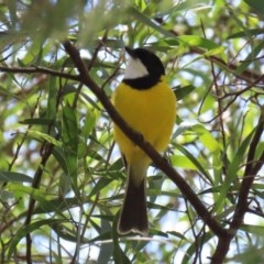 Pachycephala pectoralis at Paddys River, ACT - 9 Nov 2020