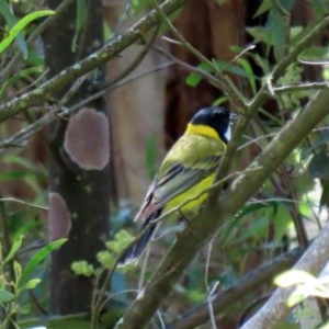 Pachycephala pectoralis at Paddys River, ACT - 9 Nov 2020