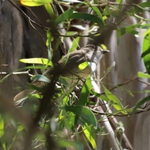 Pachycephala pectoralis at Paddys River, ACT - 9 Nov 2020