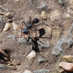 Myrmecia tarsata (Bull ant or Bulldog ant) at Paddys River, ACT - 9 Nov 2020 by RodDeb