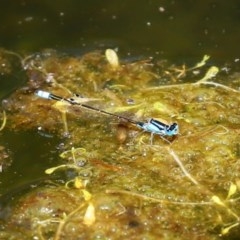 Ischnura heterosticta (Common Bluetail Damselfly) at Tidbinbilla Nature Reserve - 9 Nov 2020 by RodDeb