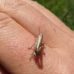 Caledia captiva (grasshopper) at Ballimore, NSW - 8 Nov 2020 by alib