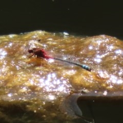 Xanthagrion erythroneurum (Red & Blue Damsel) at Paddys River, ACT - 9 Nov 2020 by RodDeb