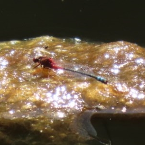 Xanthagrion erythroneurum at Paddys River, ACT - 9 Nov 2020