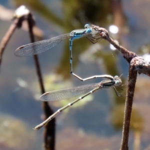 Austrolestes leda at Paddys River, ACT - 9 Nov 2020