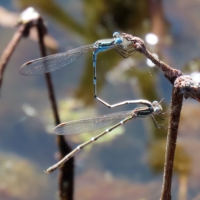 Austrolestes leda (Wandering Ringtail) at Tidbinbilla Nature Reserve - 9 Nov 2020 by RodDeb