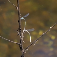 Austrolestes leda at Paddys River, ACT - 9 Nov 2020