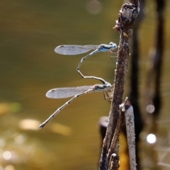 Austrolestes leda at Paddys River, ACT - 9 Nov 2020