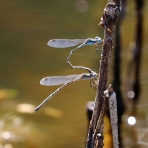 Austrolestes leda at Paddys River, ACT - 9 Nov 2020