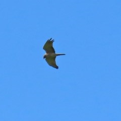 Accipiter fasciatus (Brown Goshawk) at Paddys River, ACT - 9 Nov 2020 by RodDeb