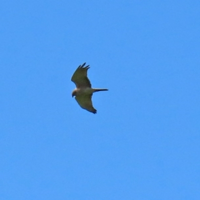 Accipiter fasciatus (Brown Goshawk) at Paddys River, ACT - 9 Nov 2020 by RodDeb