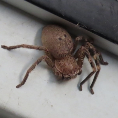 Neosparassus sp. (genus) (Unidentified Badge huntsman) at Paddys River, ACT - 9 Nov 2020 by RodDeb