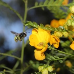 Xylocopa (Lestis) aerata at Acton, ACT - 11 Nov 2020