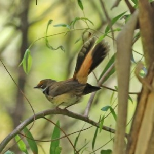 Rhipidura rufifrons at Paddys River, ACT - 9 Nov 2020