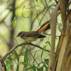 Rhipidura rufifrons at Paddys River, ACT - 9 Nov 2020 01:34 PM