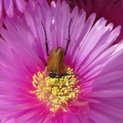 Phyllotocus rufipennis at Macarthur, ACT - 10 Nov 2020