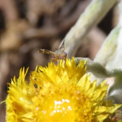 Tephritidae sp. (family) (Unidentified Fruit or Seed fly) at Macarthur, ACT - 10 Nov 2020 by RodDeb