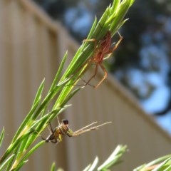 Oxyopes sp. (genus) (Lynx spider) at Macarthur, ACT - 10 Nov 2020 by RodDeb