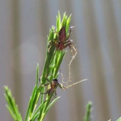 Oxyopes sp. (genus) at Macarthur, ACT - 10 Nov 2020