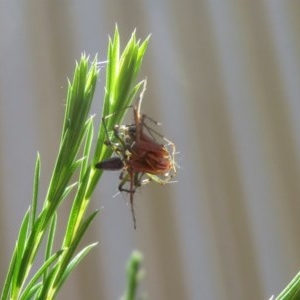 Oxyopes sp. (genus) at Macarthur, ACT - 10 Nov 2020