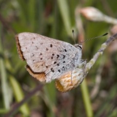 Cyprotides maculosus (Spotted Trident-blue) at Mount Clear, ACT - 11 Nov 2020 by RAllen