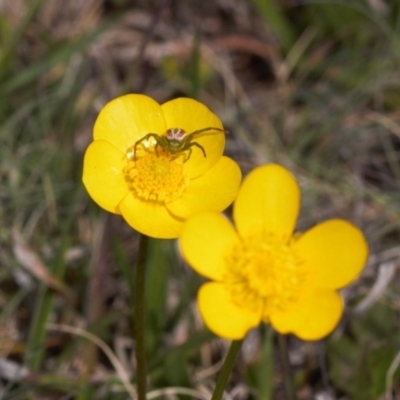 Australomisidia rosea (Rosy Flower Spider) at Mount Clear, ACT - 11 Nov 2020 by RAllen