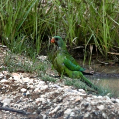 Polytelis swainsonii (Superb Parrot) at Boambolo, NSW - 11 Nov 2020 by davobj