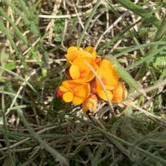 Pultenaea sp. (A Bush Pea) at Mount Clear, ACT - 10 Nov 2020 by RAllen