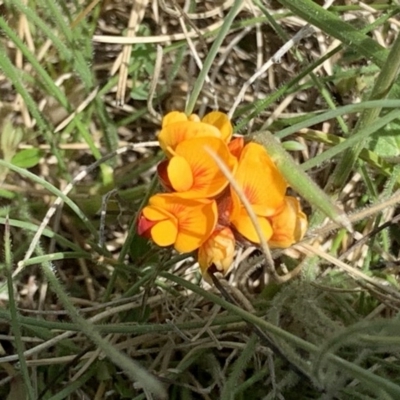 Pultenaea sp. (A Bush Pea) at Mount Clear, ACT - 10 Nov 2020 by RAllen