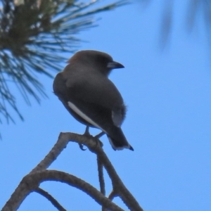 Artamus cyanopterus at Macgregor, ACT - 11 Nov 2020