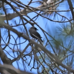 Artamus cyanopterus at Macgregor, ACT - 11 Nov 2020