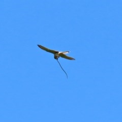 Falco cenchroides (Nankeen Kestrel) at Macgregor, ACT - 11 Nov 2020 by RodDeb