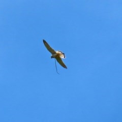 Falco cenchroides at Macgregor, ACT - 11 Nov 2020 11:30 AM