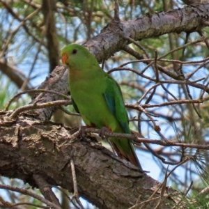 Polytelis swainsonii at Macgregor, ACT - 11 Nov 2020