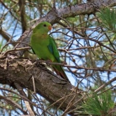 Polytelis swainsonii at Macgregor, ACT - 11 Nov 2020