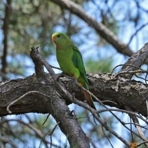 Polytelis swainsonii at Macgregor, ACT - suppressed