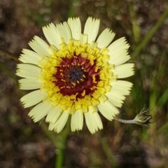 Tolpis barbata (Yellow Hawkweed) at Cook, ACT - 3 Nov 2020 by drakes