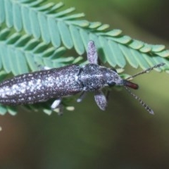 Rhinotia sp. (genus) (Unidentified Rhinotia weevil) at Forde, ACT - 6 Nov 2020 by Harrisi