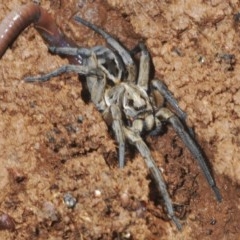 Tasmanicosa sp. (genus) (Tasmanicosa wolf spider) at Forde, ACT - 7 Nov 2020 by Harrisi