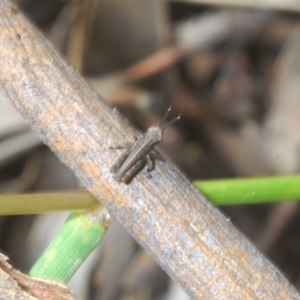 Phaulacridium vittatum at Forde, ACT - 7 Nov 2020 11:39 AM