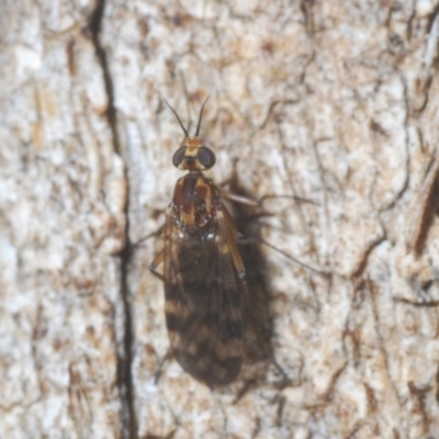 Sylvicola dubius (Wood-gnat) at Forde, ACT - 7 Nov 2020 by Harrisi