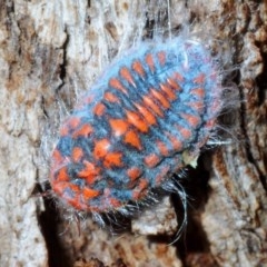 Monophlebulus sp. (genus) (Giant Snowball Mealybug) at Forde, ACT - 7 Nov 2020 by Harrisi