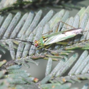 Austromiris viridissimus at Forde, ACT - 7 Nov 2020