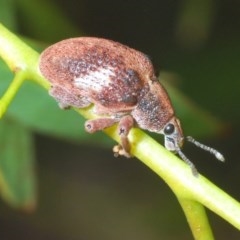 Gonipterus pulverulentus (Eucalyptus weevil) at Forde, ACT - 7 Nov 2020 by Harrisi